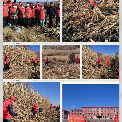 蛟河市漂河镇九年制学校组织党员教师帮助建档立卡脱贫户抢收庄稼