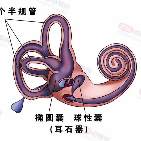 注意力不集中，你了解了前庭系统多少
