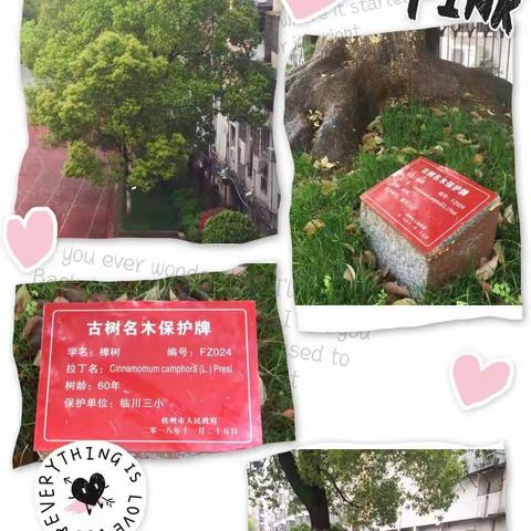 文明之风吹三小，礼仪之花开校园
