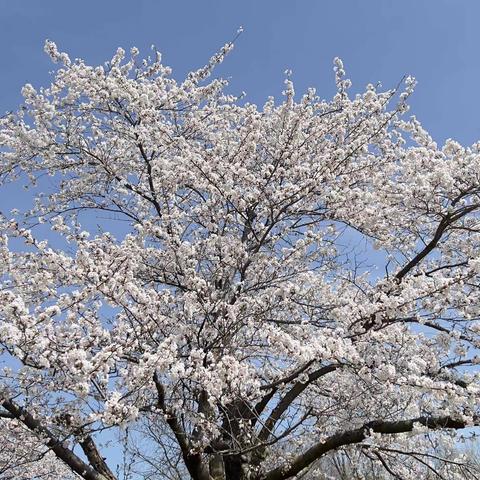 多伦多高地公园赏樱花🌸