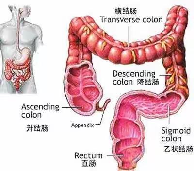 不可忽视的肛肠指检