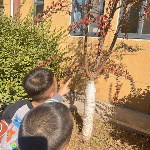 金星幼儿园中一班主题活动—🍁你好，秋天