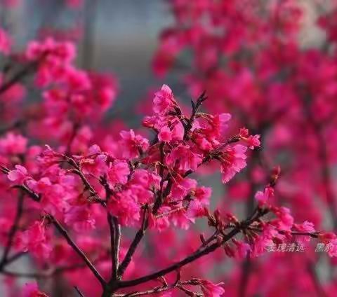 红樱盛放，灿若云霞