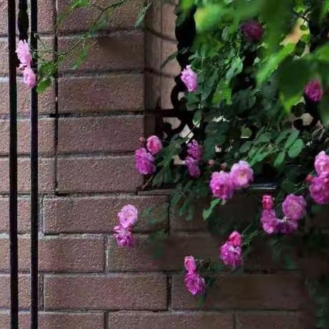 精选～近摄镜微距花卉拍摄提升赏析（第十期）影友作业