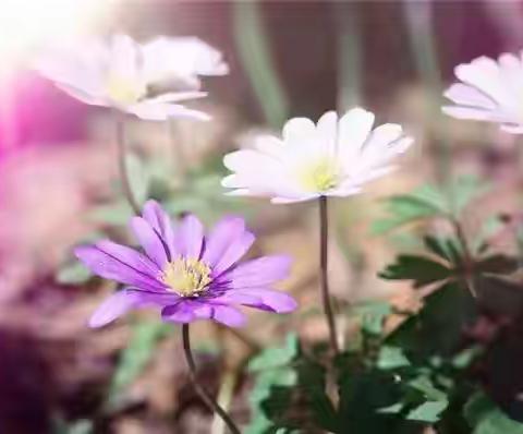 梁苑办事处集中开展辖区内毒饵洞查漏补缺工作，保障居民健康生活环境