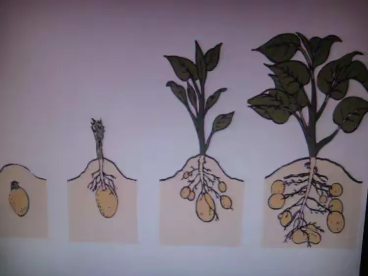 土豆生长过程图片