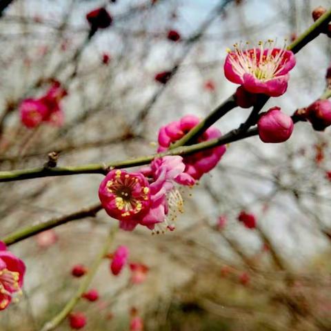 【城区东华学校(二年级)】——“拥抱春天，播种绿色”植树节活动纪实！