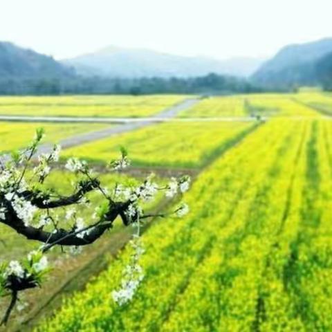 【亲近自然，抒写四季】——“春耕”篇（一）三·六班作品集