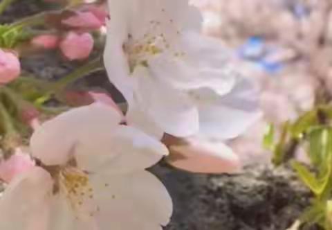 旺铺出售现有武川二中大门北面二层门脸商铺出售价格面议，非诚勿扰。联系电话13171035474