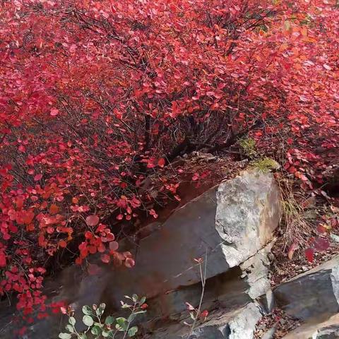 溶洞寻奇景，爱国正践行——巩义市第五小学传承红色基因研学旅行活动