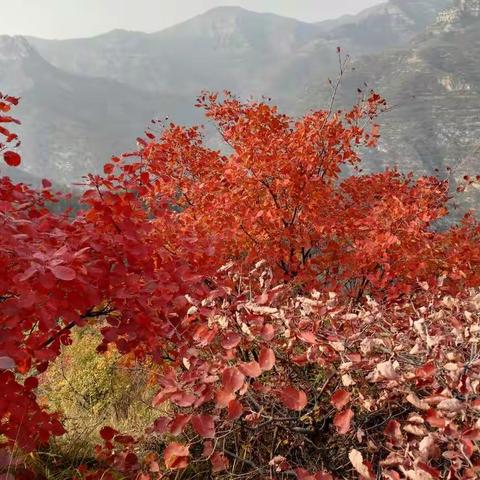 人生几多秋 又值红叶红