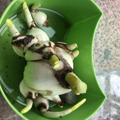 徐嘉佑——水仙花成长记