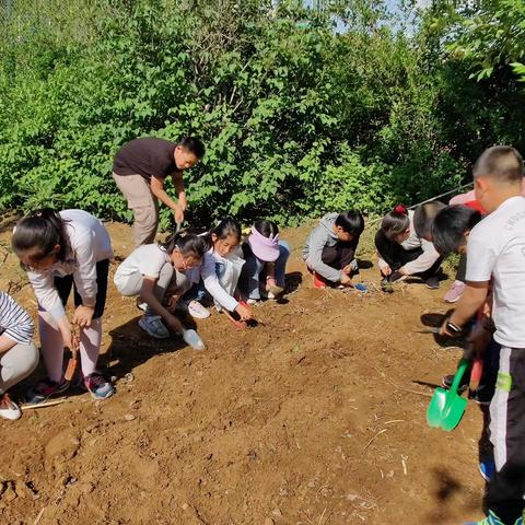 “农耕劳作进校园，劳动教育伴成长”——烟台开发区第九小学开展溯本劳动实践教育活动