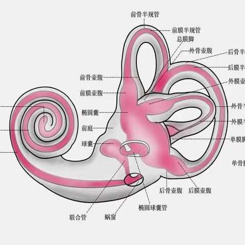 如何用庆大霉素治疗难治性梅尼埃病？