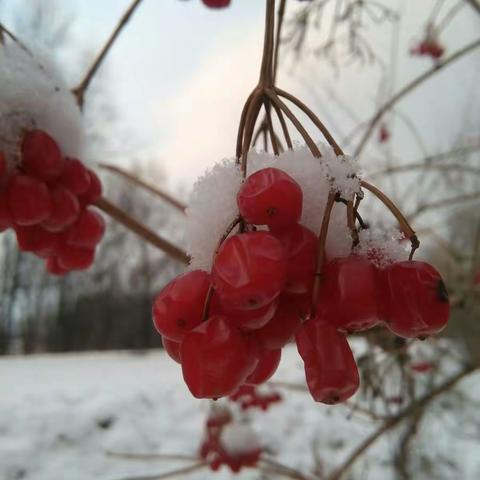哈尔滨、雪乡、亚布力—最美东北五日游