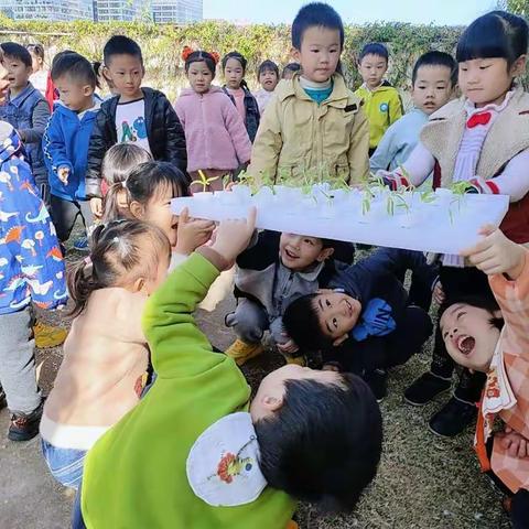 🌈K3B班生态活动之“水培空心菜”🌾