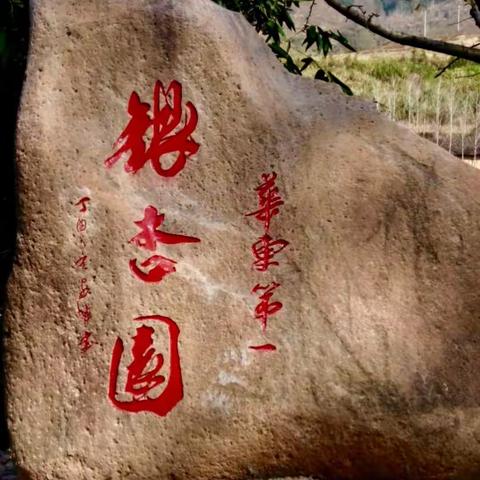 2017年12月9日我们随着大树户外俱乐部开启政和大岭村徒步赏银杏之旅