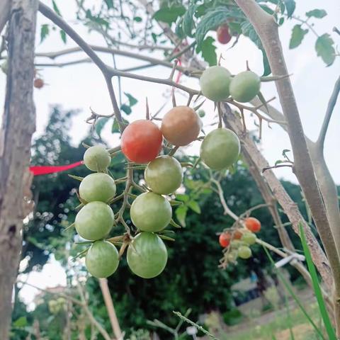 若水--周记77（2023年6月11日—2023年6月10日）