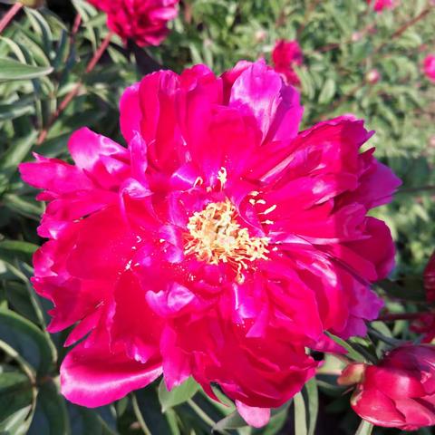 轻叹花开花落的流年，轻抚着鲜花微笑不语。