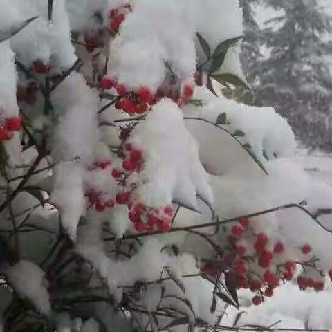 雪中静思