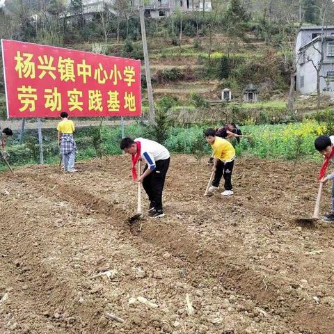 杨兴镇中心小学2022年春劳动实践教育之《种植篇》