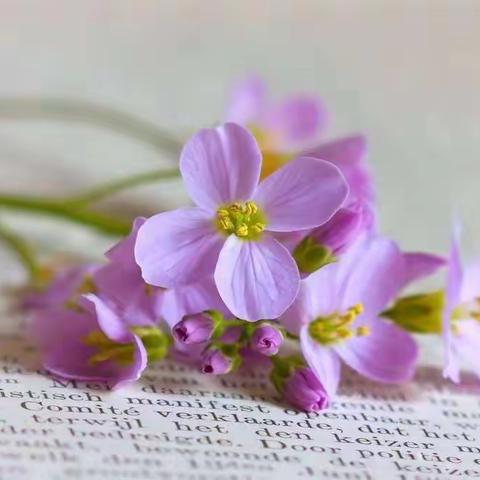 构建理想课堂 我们在行动——岳滩镇中心小学“疑探”五步教学研讨活动