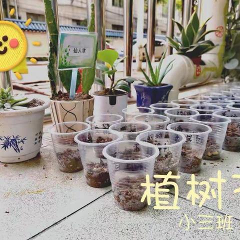 三月十二植树节🌱