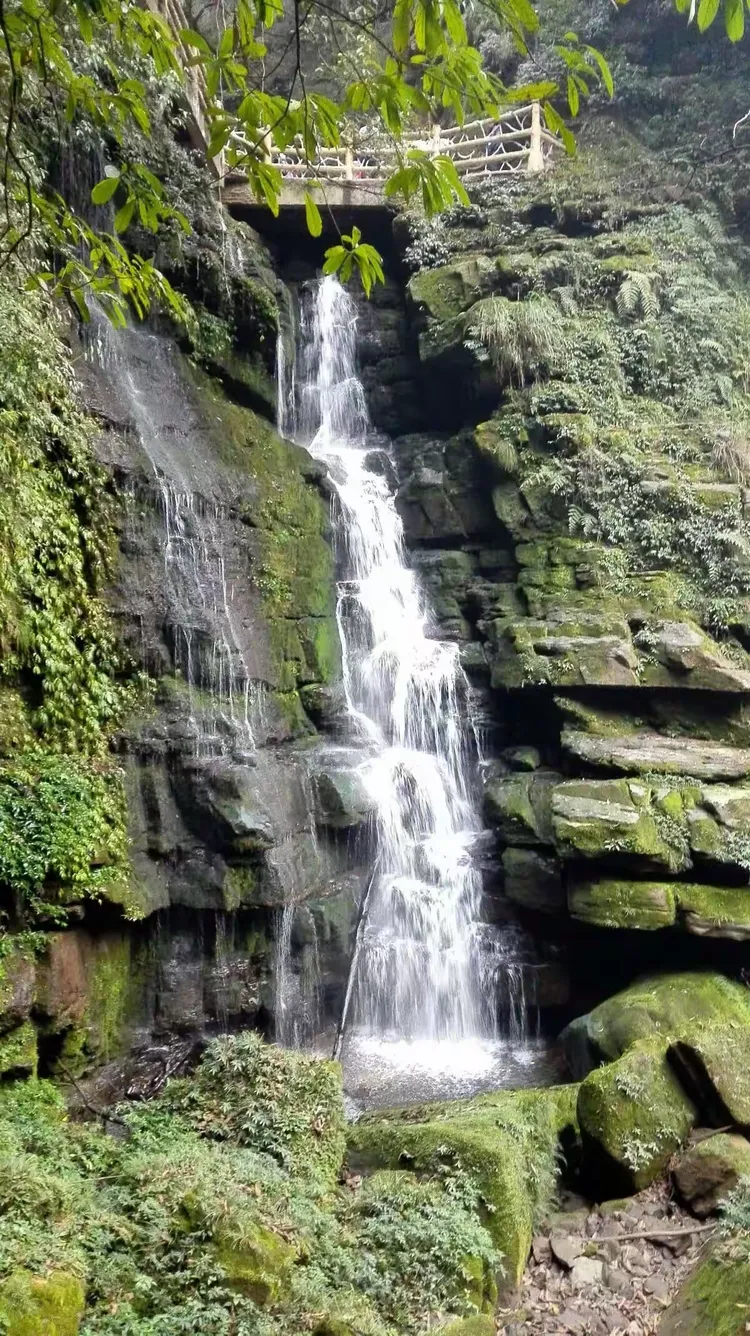 雅安碧峰峡天气预报在线 雅安碧峰峡天气预报在线