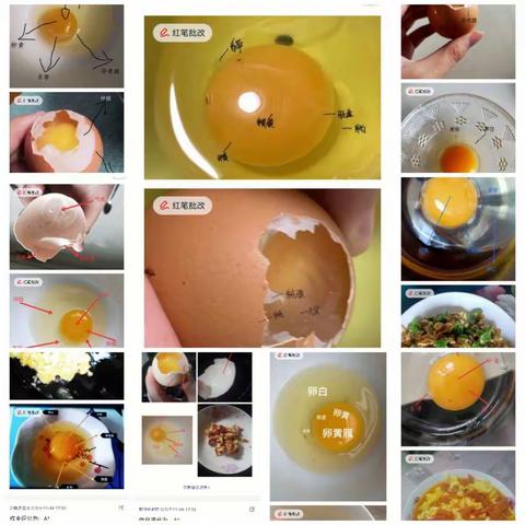 “我与鸡蛋的故事”生物实践作业