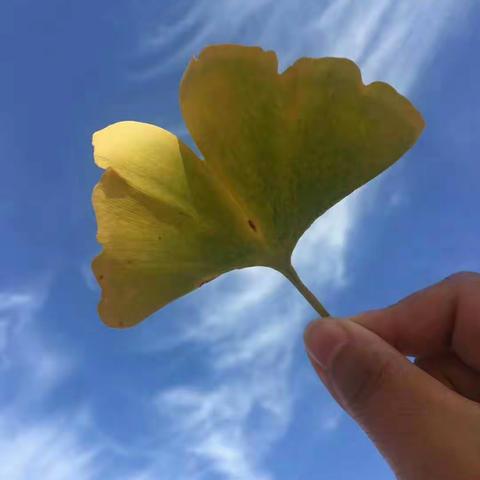 ~秋天银杏林~