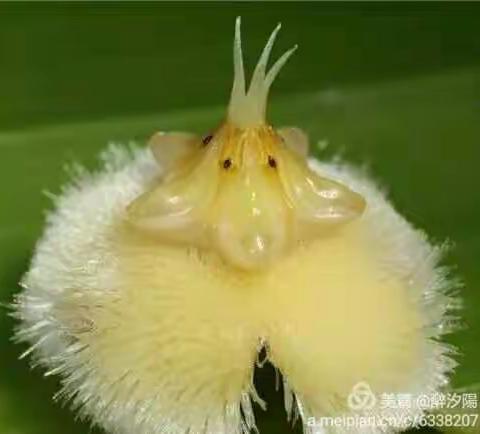 庭中有奇树，绿叶发华滋。攀条折其荣，将以遗所思。馨香盈怀袖，路远莫致之。此物何足贵？但感别经时。