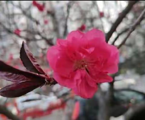 春意盎然  花开有声