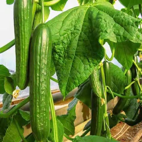 中四班食育课——《黄瓜畅想曲》