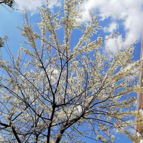 “花开在春天，一起向未来”——峨山县大龙潭中心完小2022年春季开学纪实