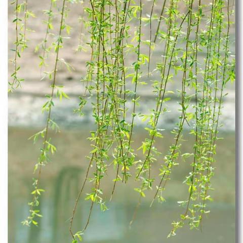 在春天里，张望春天——记“国培计划（2018）”枣阳市初中数学第八次送教下乡研讨活动