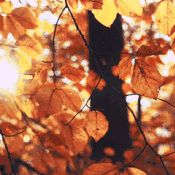 城北幼儿园行走课程——秋之恋