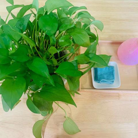 日常生活——《擦花叶》