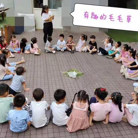 今佳幼儿园自信班：九月份自然主题《有趣的毛毛草》