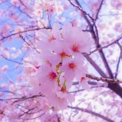 韶光淑气，线上花开——子美小学第五周线上教学纪实