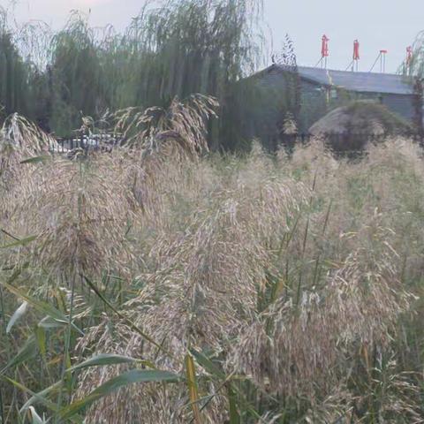 定风波·把酒花前欲问天