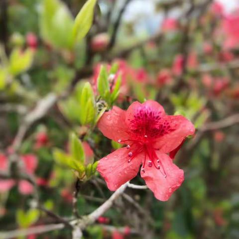 擎天岩之春花烂漫