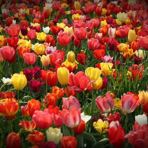 缘的美篇                        香 魂