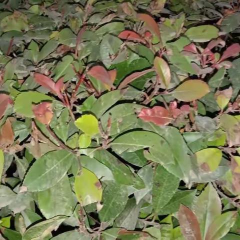 许家营夏黑红提克伦生的美篇