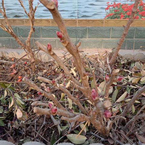 许家营夏黑红提克伦生的美篇