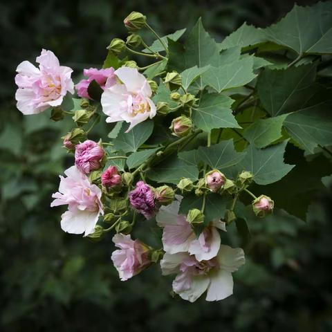 仙姿绰约独自芳