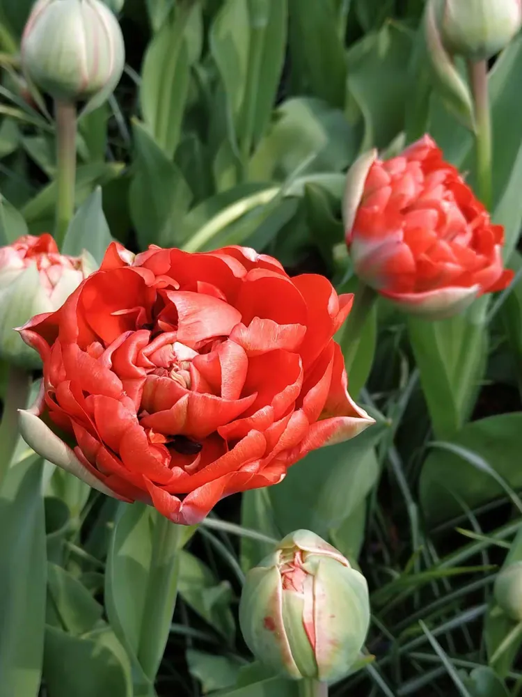 荷兰国花郁金香美到极致