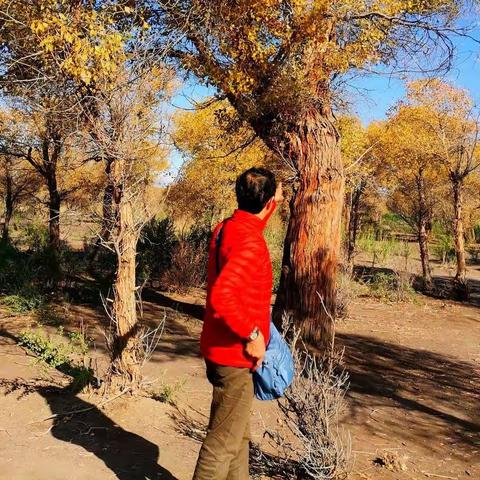 走进新疆克拉玛依乌尔禾原始胡杨林