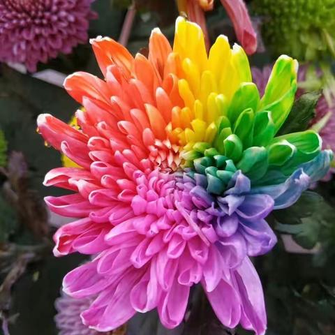 重阳节在开封看菊花展