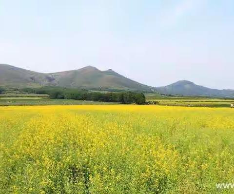 蚂蚁带你去旅行-普兰店复州湾油菜花基地