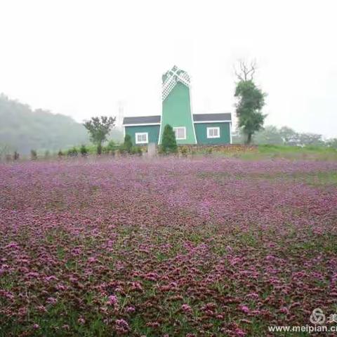 蚂蚁带你去旅行-金州薰衣草花田